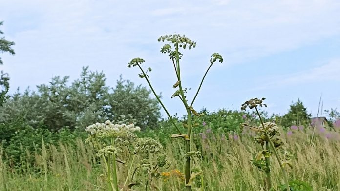 x1SYma-d-rMYohBOW9R-8vMietmi8qNziDJlukktHSKTPhfifkmYzq4rZkNPabuGGJ-U0P8g5VGFWeY7iCaDsZX9