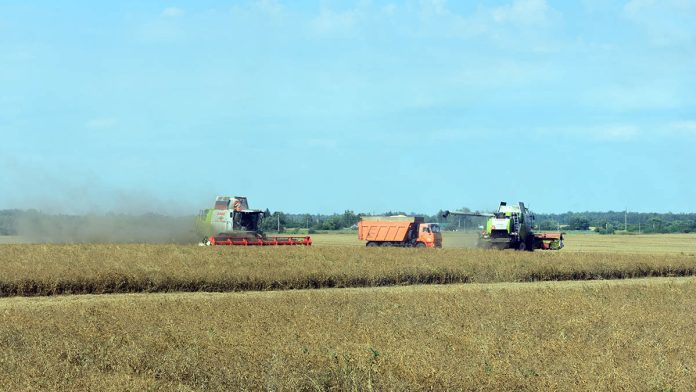 Уборка гороха_Кораблино_12.08.2-25