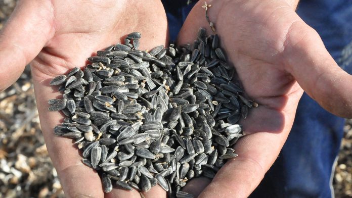 Кораблино_семечки в ладонях_30.09.25