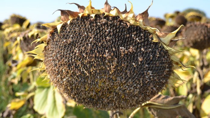 Подсолнух. Пресса. 27.09.25