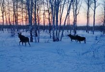 Сапожковец встретил на дороге у села Троица Кораблинского округа трех лосей