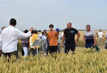 В Кораблинском округе прошел День поля